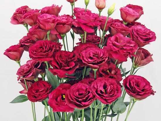 LISIANTHUS Arosa 3 Red Іmp