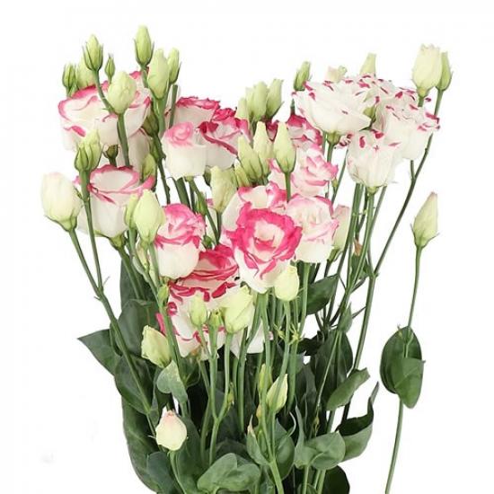 LISIANTHUS Rosita 2 Hot Lips