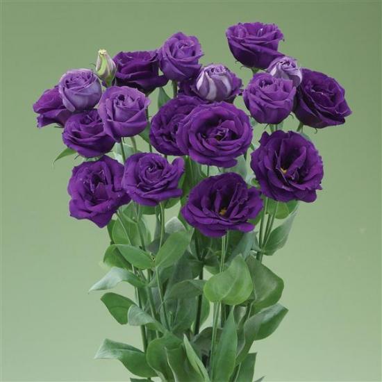 LISIANTHUS Arena 3 Purple