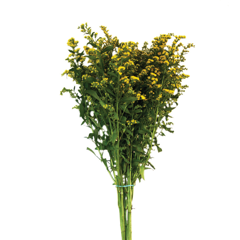 SOLIDAGO