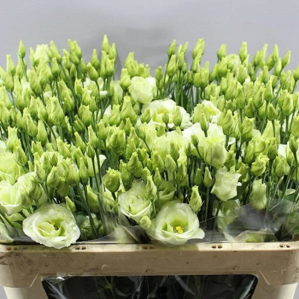 LISIANTHUS Rosita 2 Green