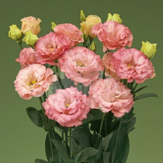 LISIANTHUS Corelli 3 Apricot