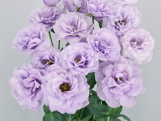 LISIANTHUS Megalo 3 Wisteria