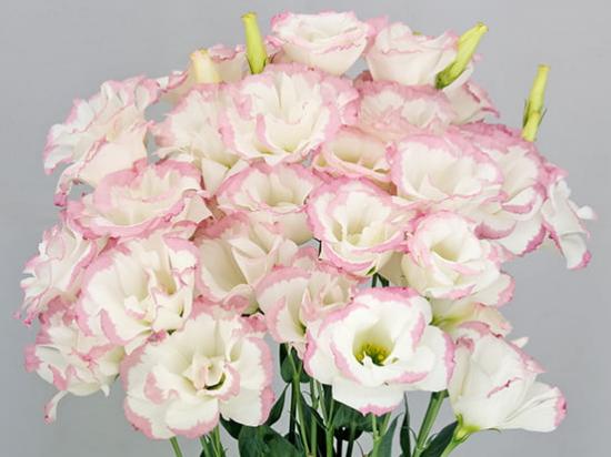 LISIANTHUS Megalo 2 Pink Picotee