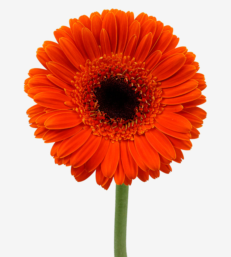 GERBERA Balakov