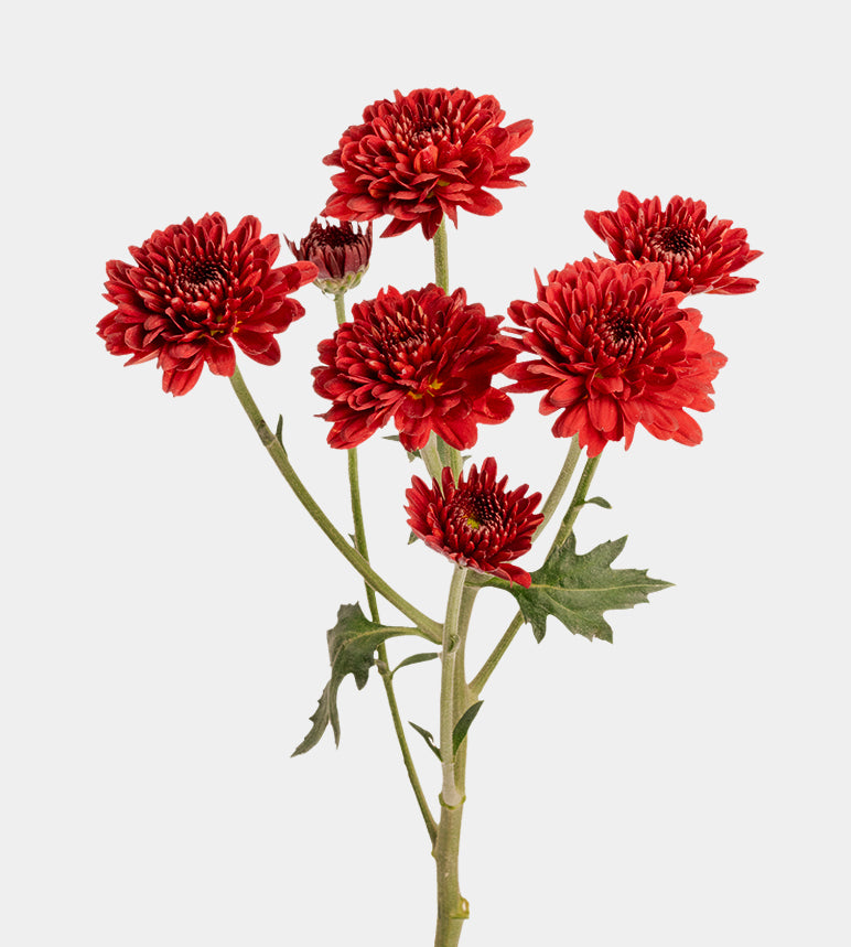 CHRYSANTHEMUM Hotrod