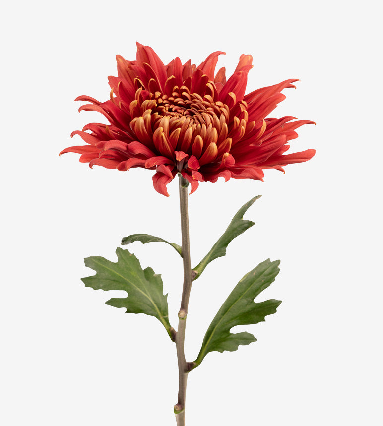 DISBUDS Rosetta