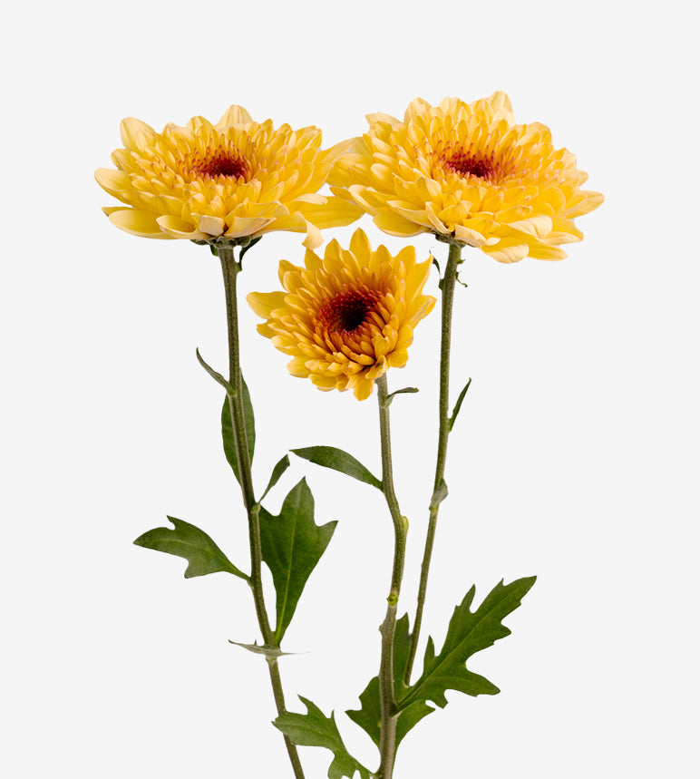 CHRYSANTHEMUM Creme Brulee