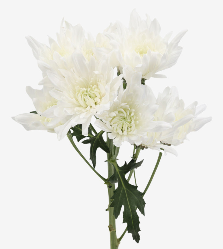 CHRYSANTHEMUM Gagarin