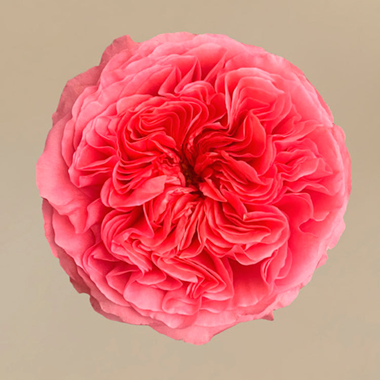 Candy X-Pression Rose