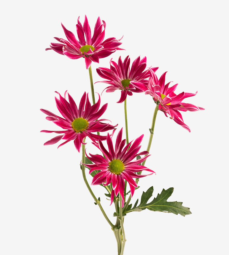 CHRYSANTHEMUM Cirque Dark