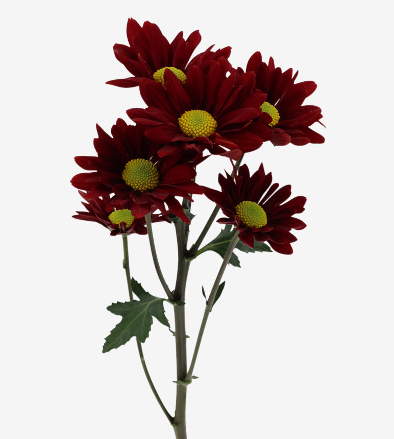 CHRYSANTHEMUM Chili Pepper