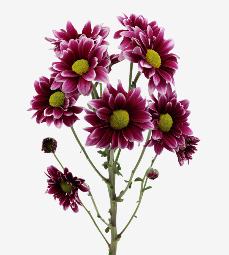 CHRYSANTHEMUM Handsome