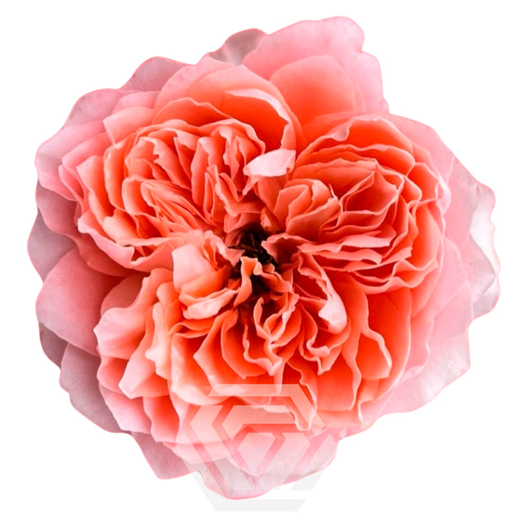 Dragonfly Rose