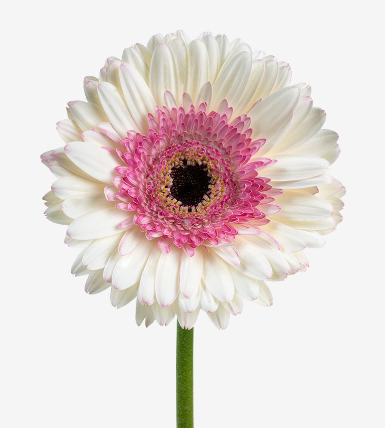 GERBERA Shimmer