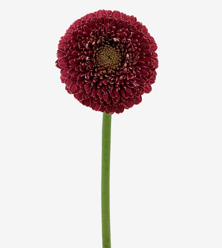 GERBERA Duplast