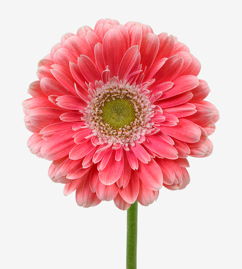 GERBERA Image