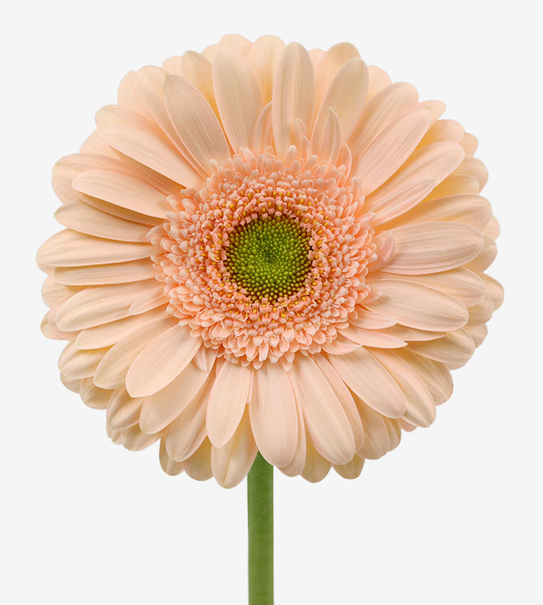 GERBERA Peach Noblesse