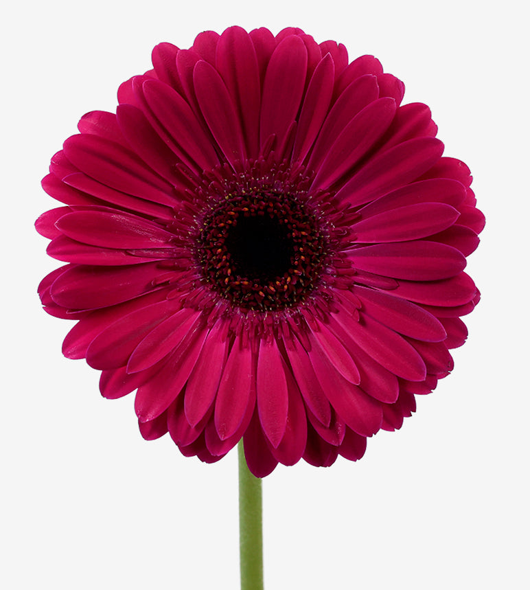 GERBERA Passoa