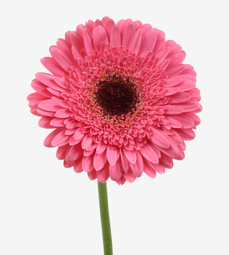 GERBERA Terra Bublicious