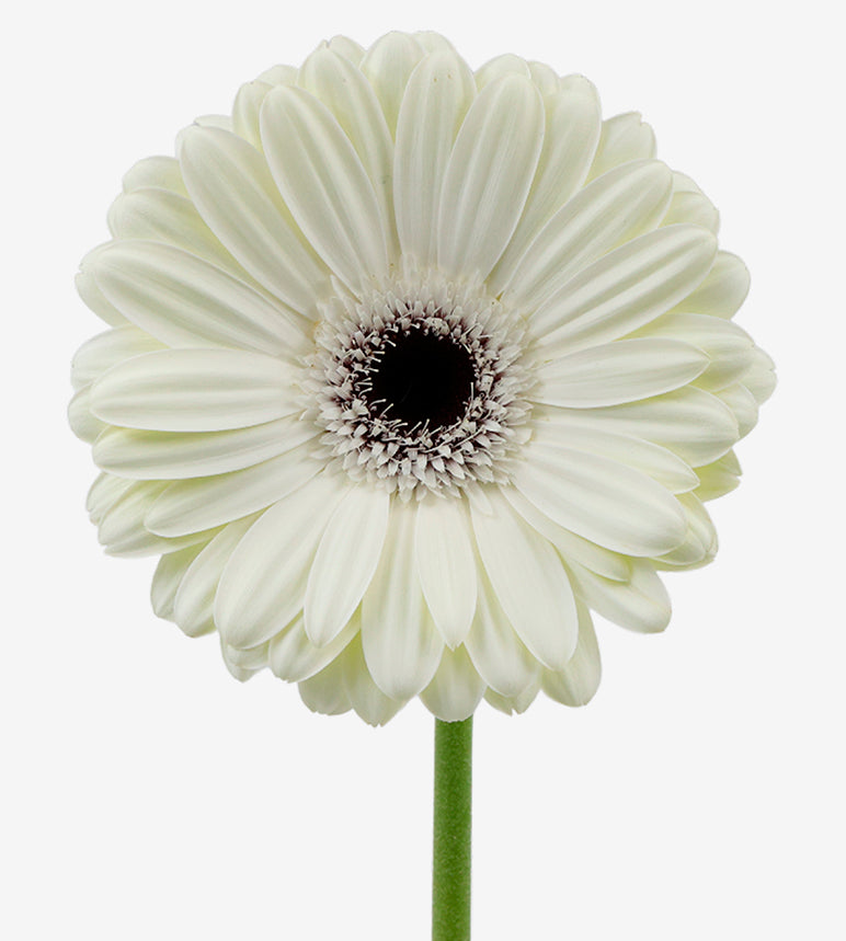 GERBERA Pole Star