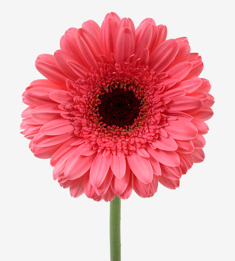 GERBERA Pre Intennzz