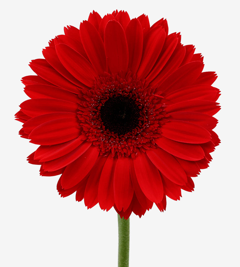 GERBERA Socrates