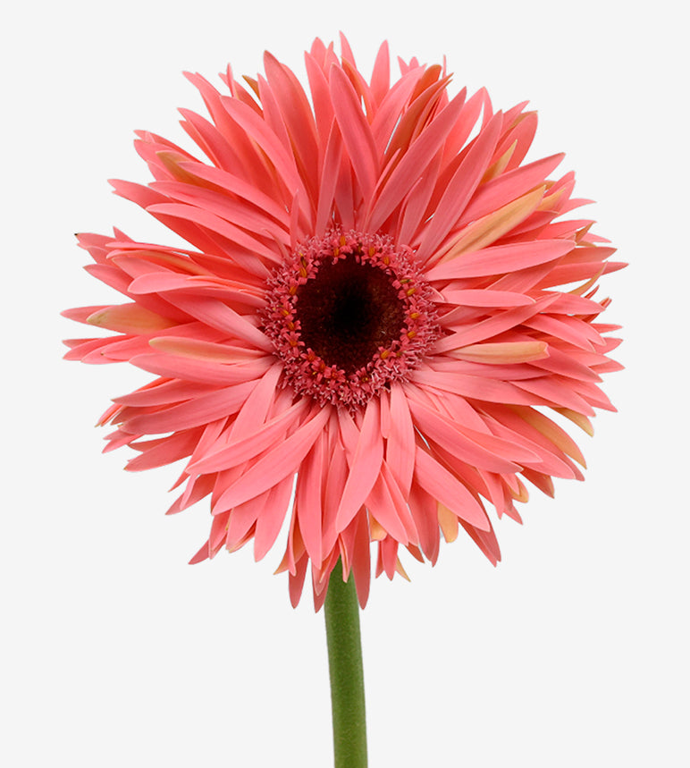 GERBERA Panoramic Spider