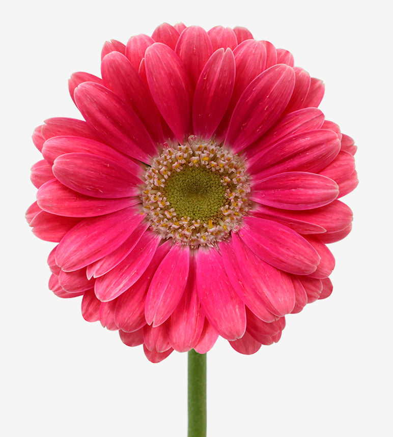 GERBERA Unique