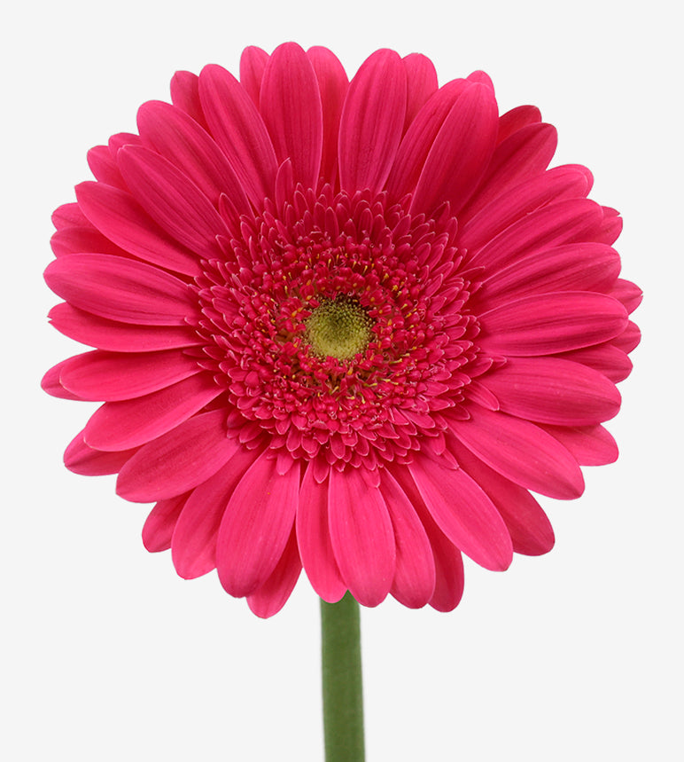 GERBERA Vivian