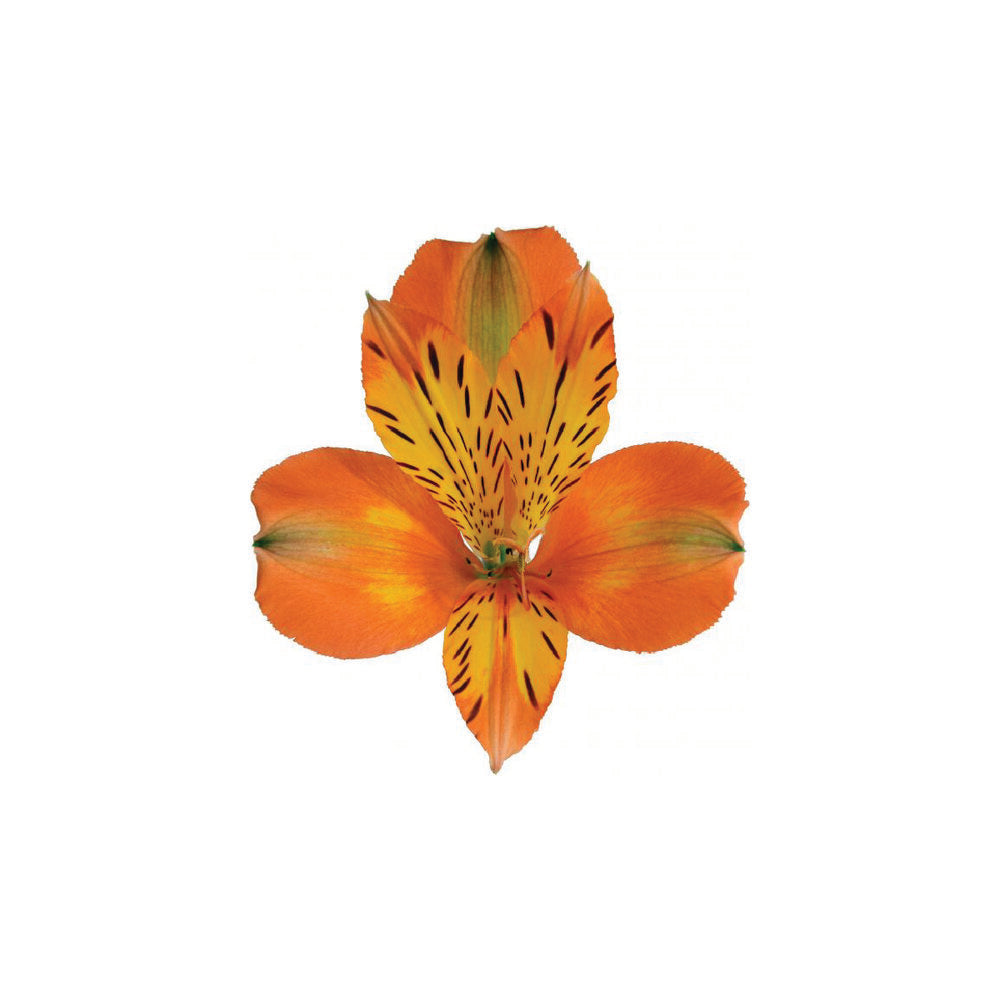 ALSTROEMERIAS Jaffa