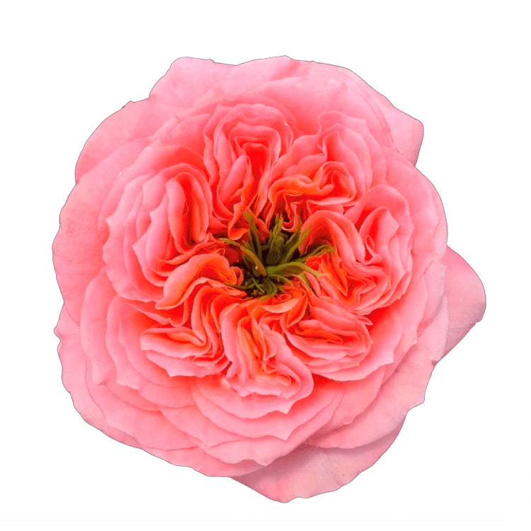 Mandarin X-Pression Rose