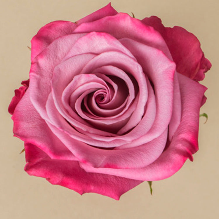 Moody Blues Rose