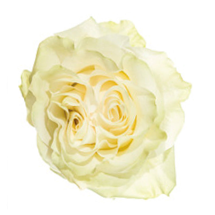Moonstone Rose