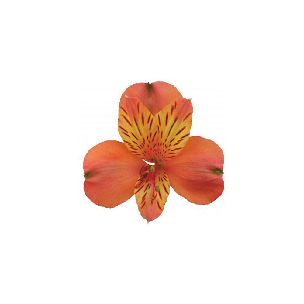 ALSTROEMERIAS Motion