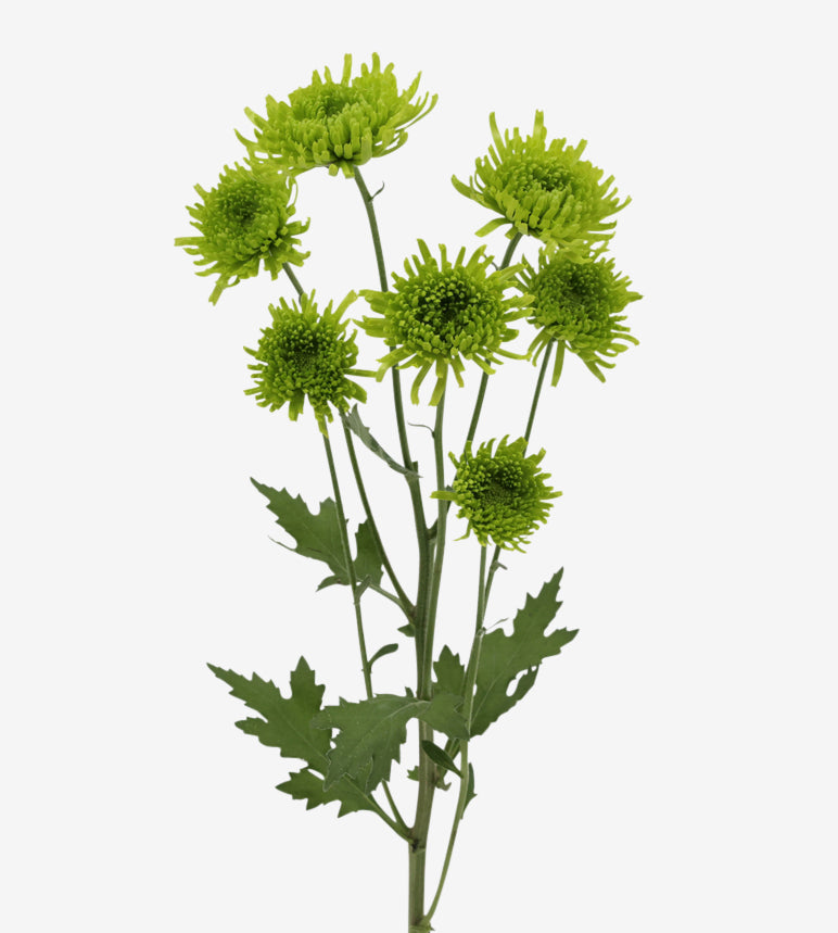 CHRYSANTHEMUM Coqueta