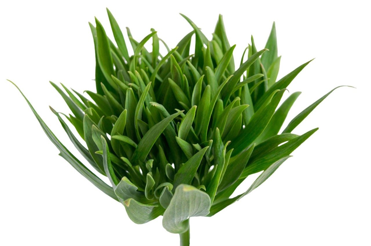 Alstroemeria Green Planet