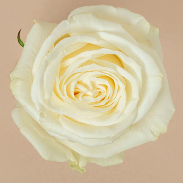 Playa Blanca Rose