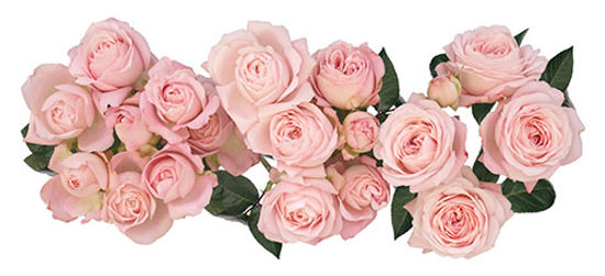 PRINCESS FAIRY KISS PINK SPR