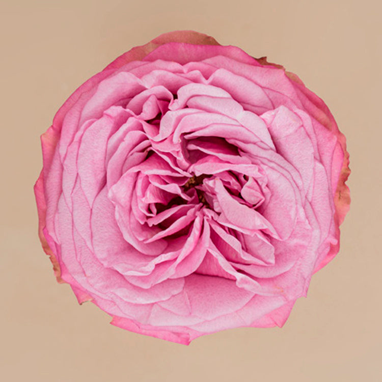 Queen’s Crown Rose