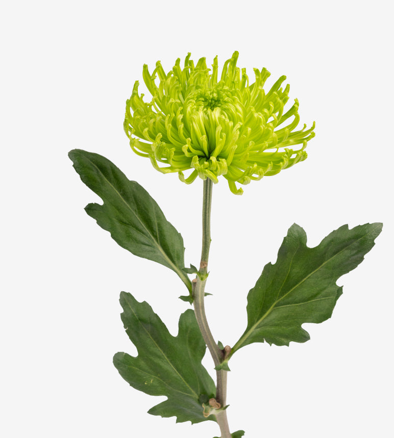 Anastasia Dark Green