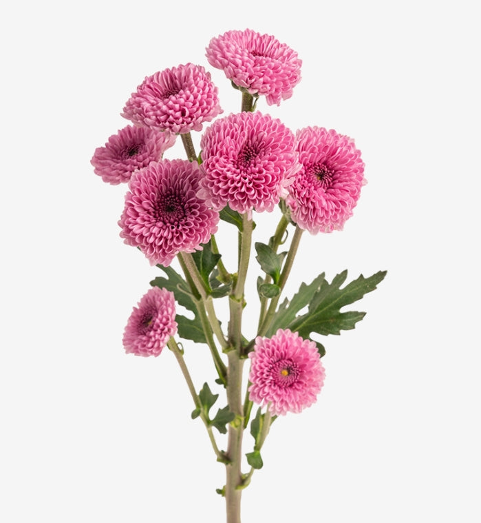 CHRYSANTHEMUM Jamey Dark