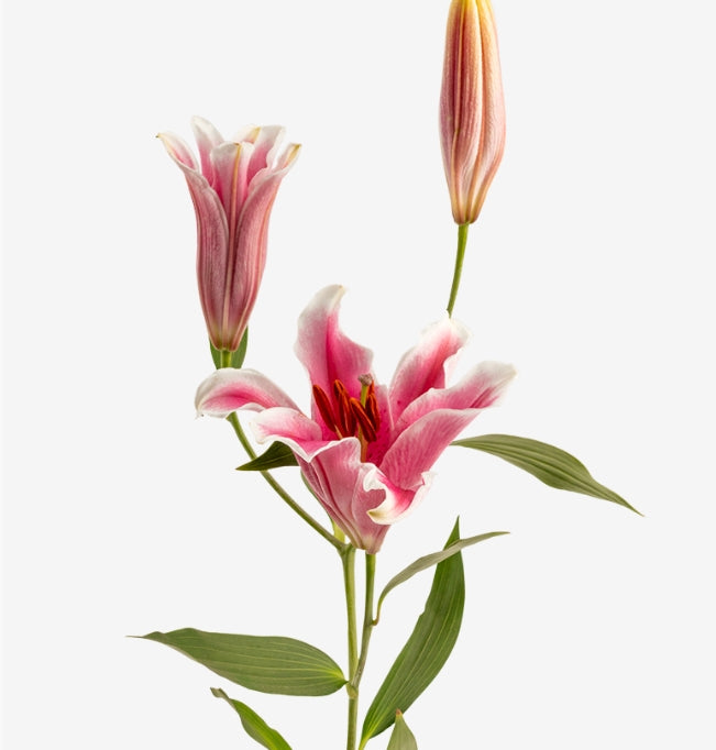 LILY Joop