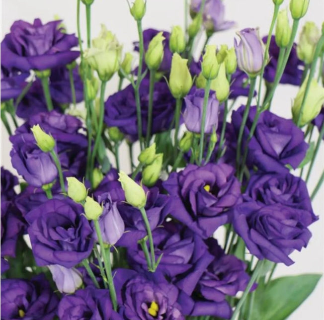 LISIANTHUS purple