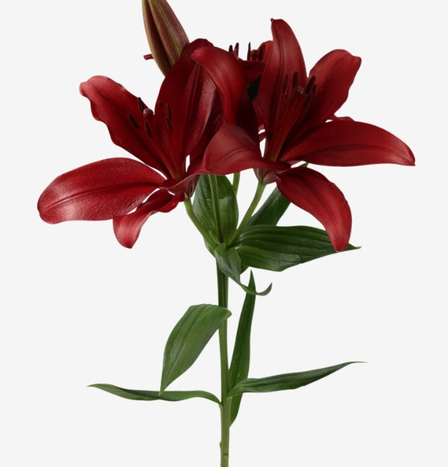 LILY Asiatic Dynamix