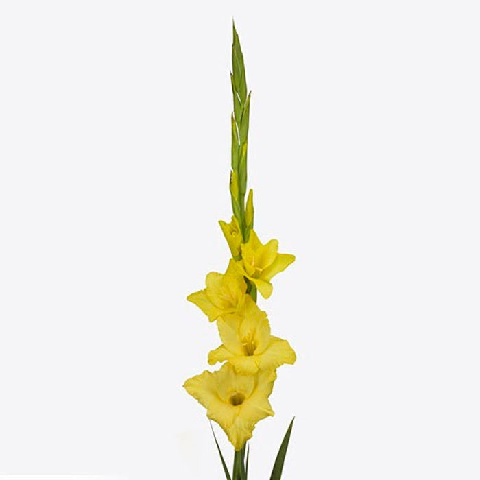 Gladiolus green