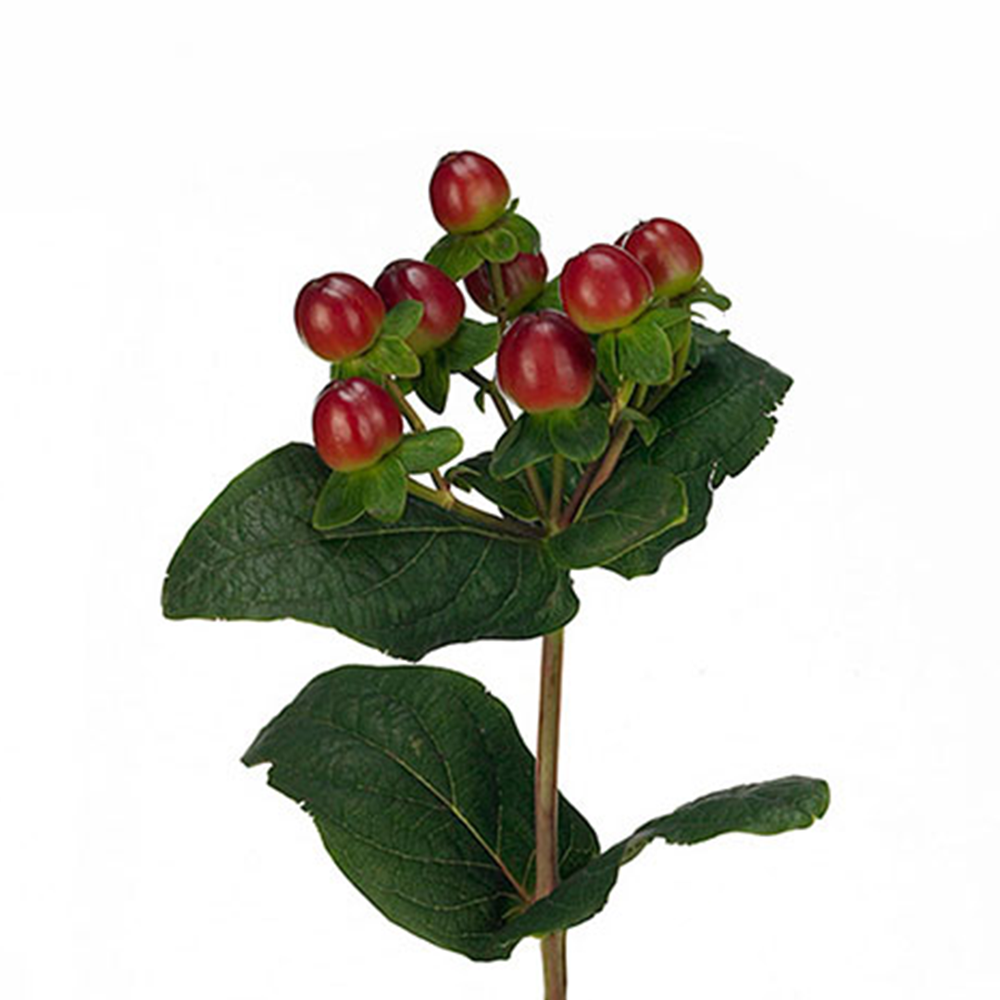 Hypericum Burgundy