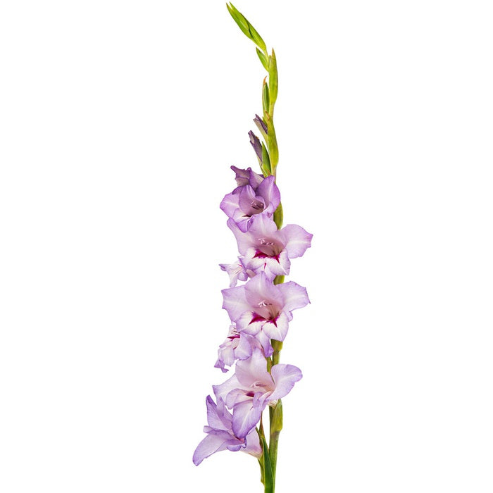 Gladiolus purple