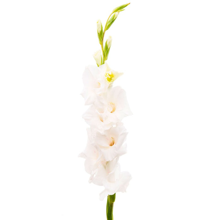 Gladiolus white