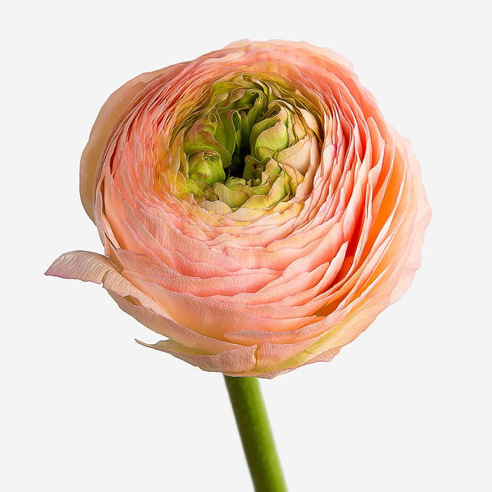 Ranunculus peach